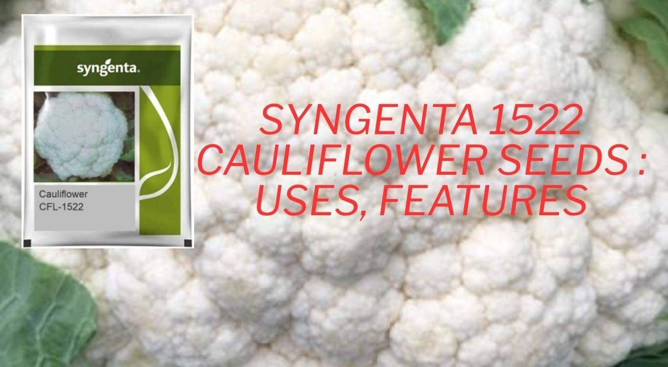 Syngenta 1522 Cauliflower seeds : Uses, Features, Expected Yield, Harvesting